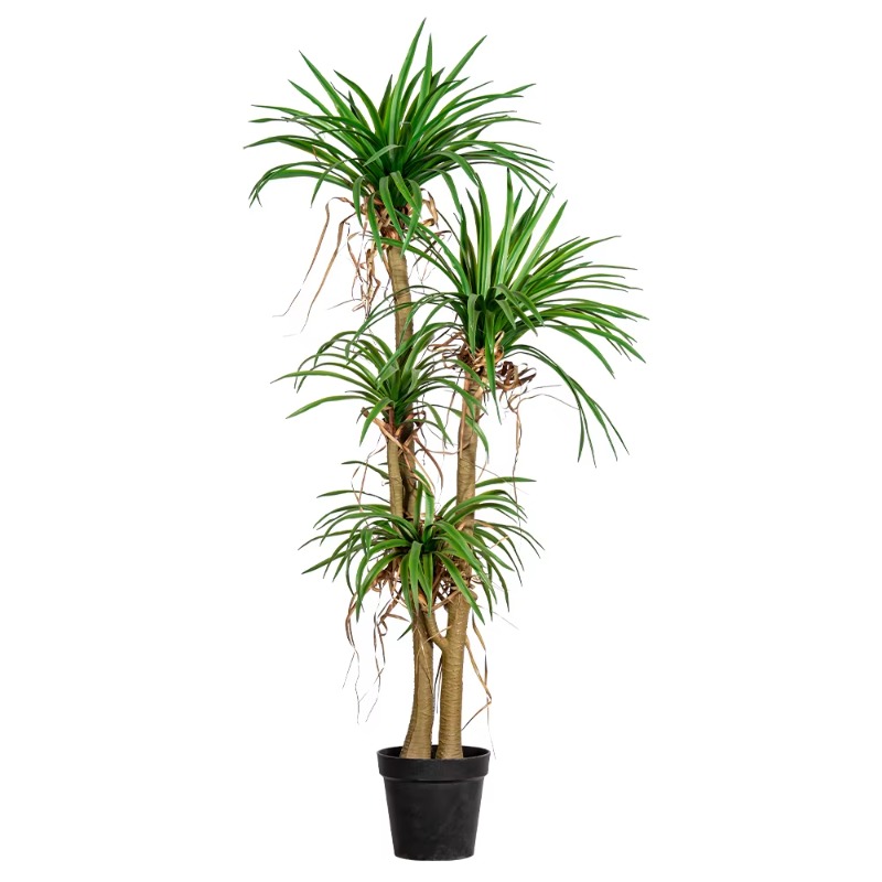 Dracaena Marginata - Binnen/buiten huis boom gesimuleerde Dracaena Marginata