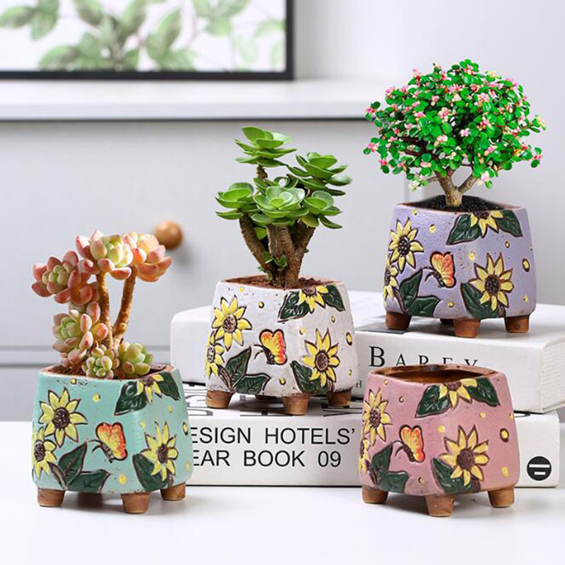 Koreaanse stijl zonnebloempatr - Echeveria Succulent recensie en prijs