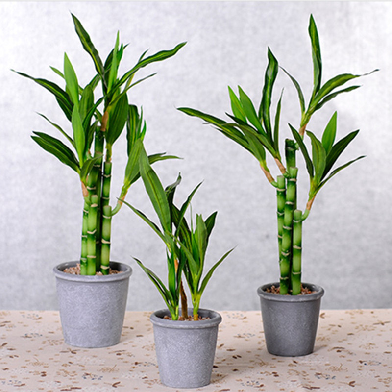 Nieuwe 40 cm rFtificial Lucky  - Echeveria Succulent recensie en prijs