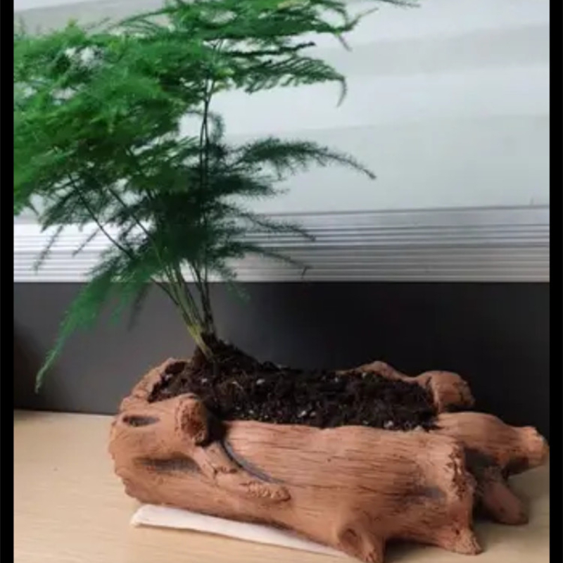 Imitatie Houten Stakes Boomwor - Echeveria Succulent recensie en prijs