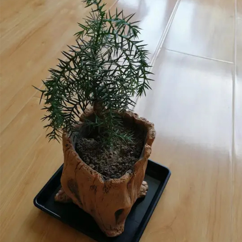 Imitatie Houten Stakes Boomwor - Echeveria Succulent recensie en prijs