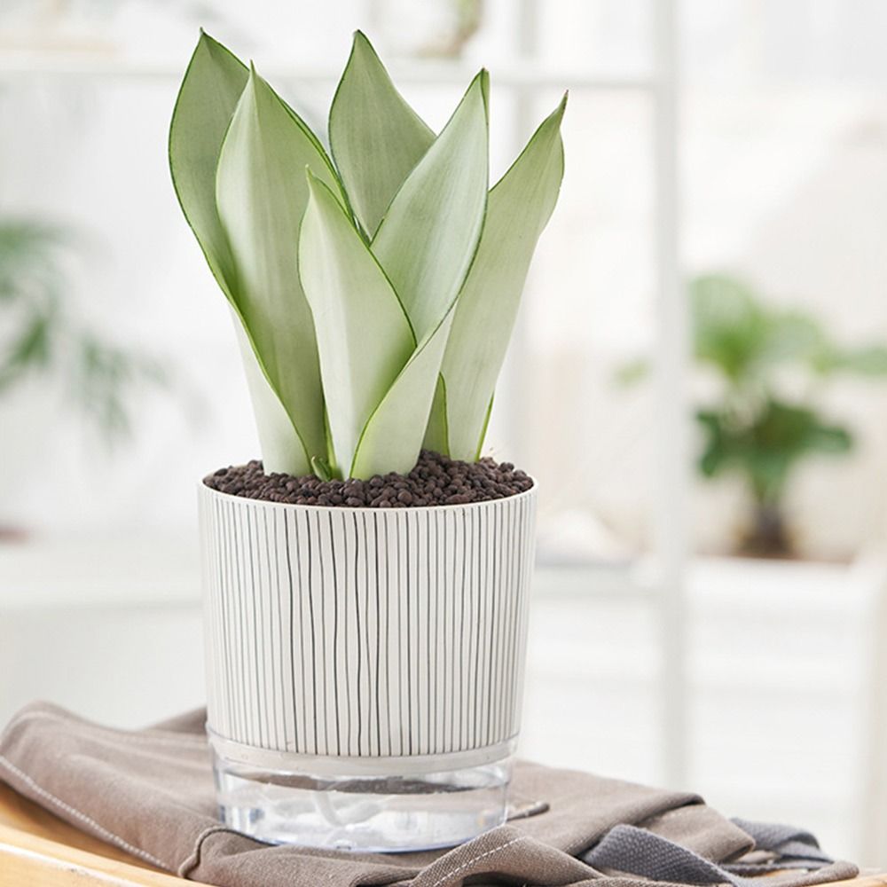 Transparante zelfwatergevende  - Aloe Vera Pot recensie en prijs
