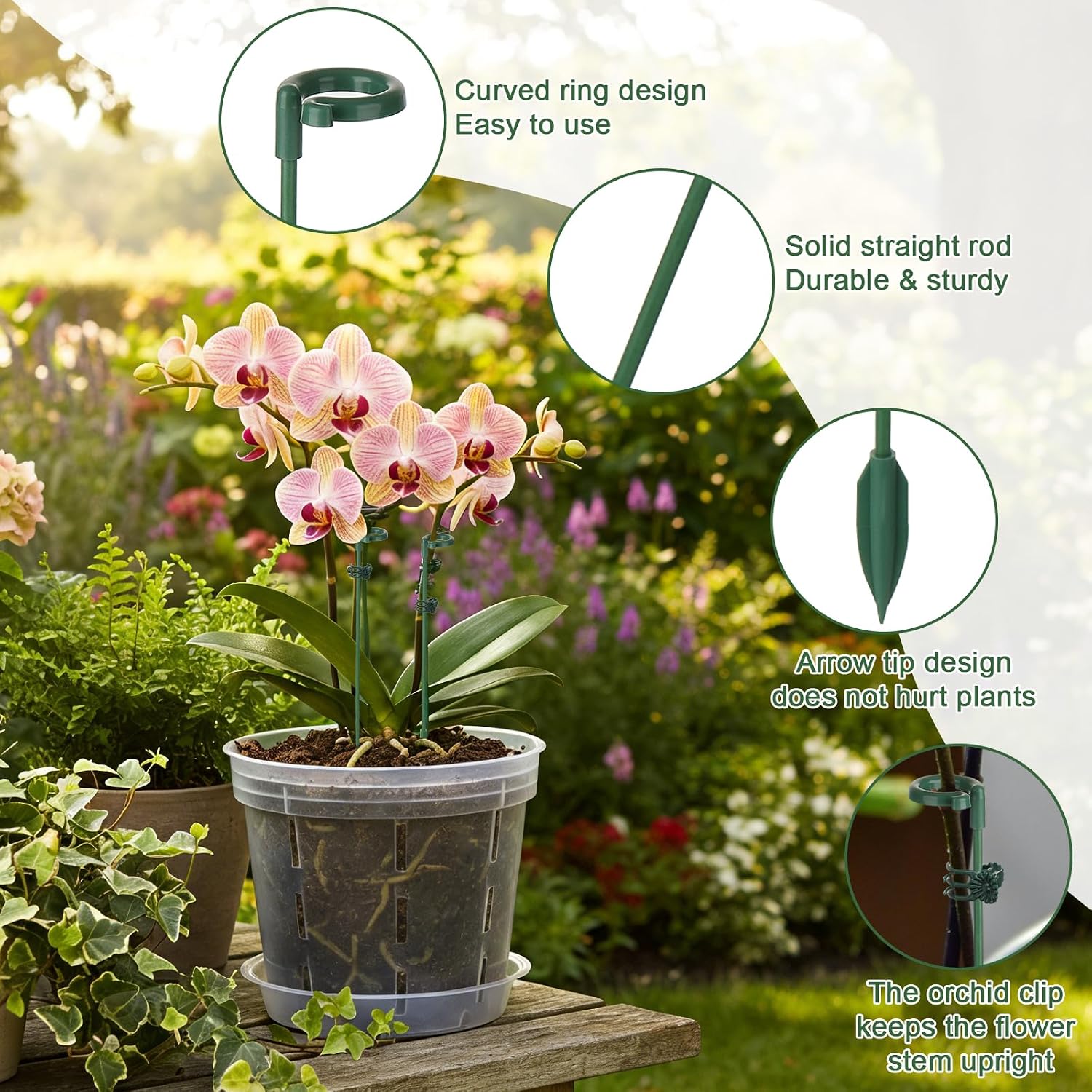 5/10 Stuks Plant Ondersteuning - Echeveria Succulent recensie en prijs
